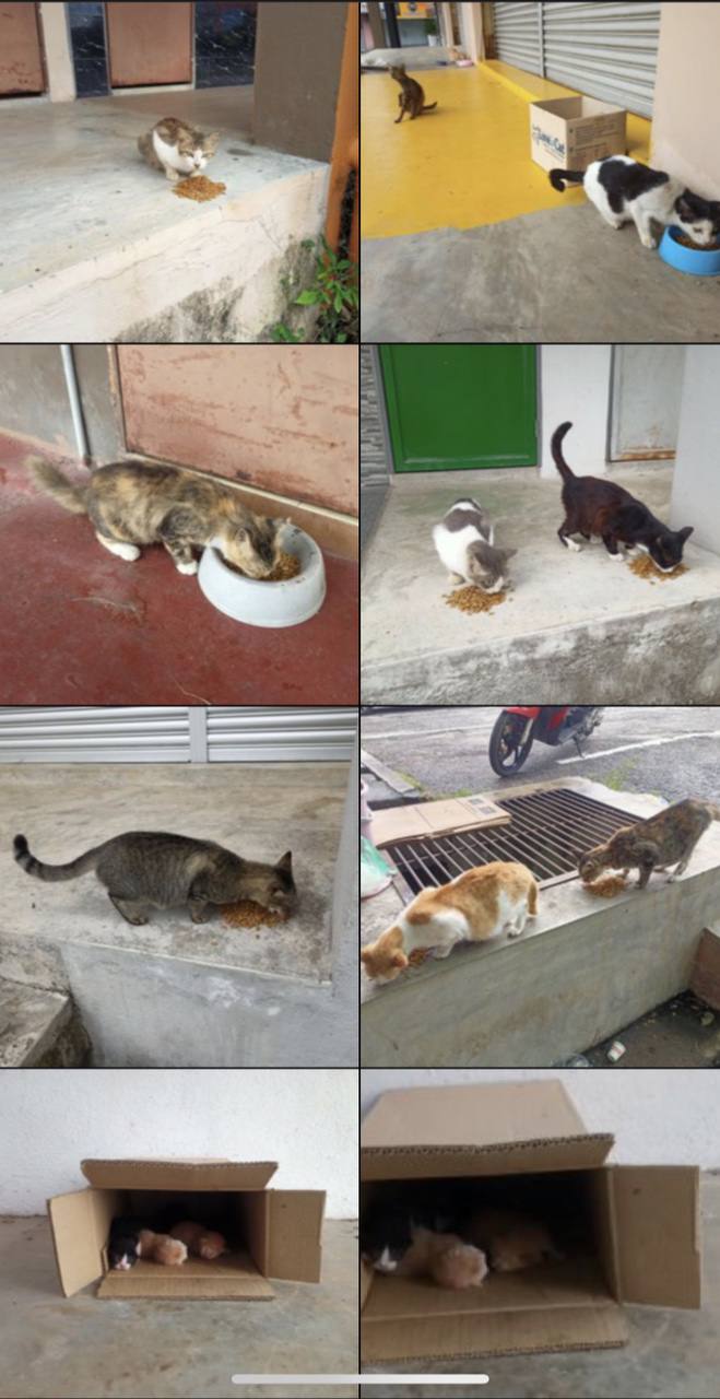 #straycat #catlover #straydog #doglover #haiwanjalanan #fypシ #kucingjalanan #orangbaik #rawatkucing #parvo #animalrescue #kitten
#pertubuhankasihhaiwanjalananmalaysia #sporo #parvo #fip #selsema #ciritbirit #kurus