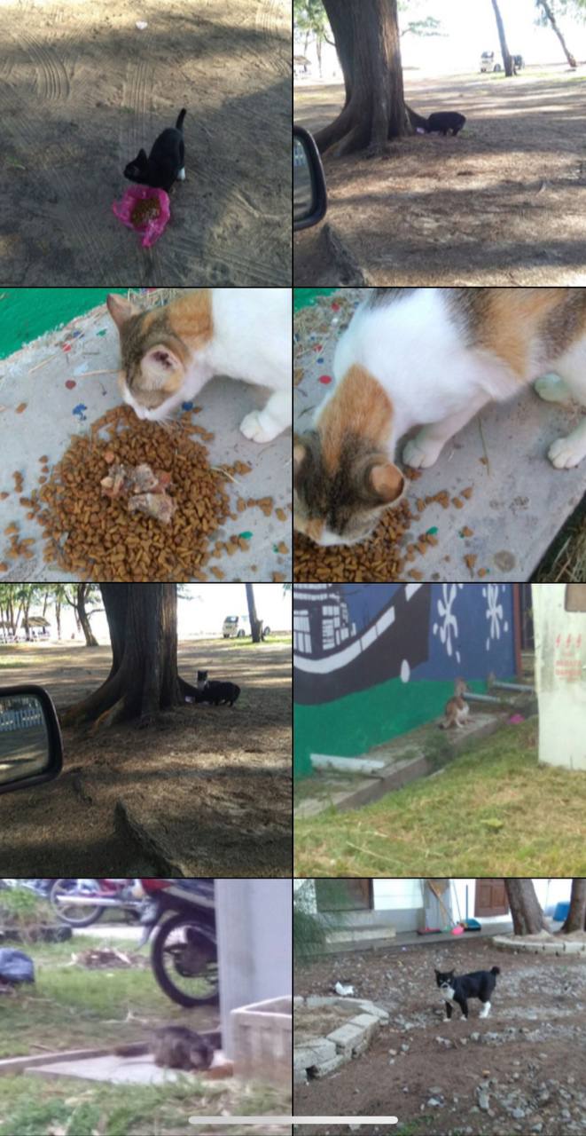 #straycat #catlover #straydog #doglover #haiwanjalanan #fypシ #kucingjalanan #orangbaik #rawatkucing #parvo #animalrescue #kitten
#pertubuhankasihhaiwanjalananmalaysia #sporo #parvo #fip #selsema #ciritbirit #kurus