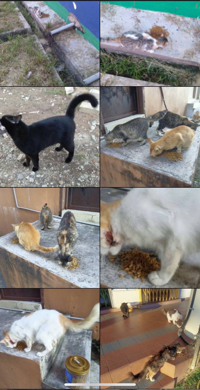 #straycat #catlover #straydog #doglover #haiwanjalanan #fypシ #kucingjalanan #orangbaik #rawatkucing #parvo #animalrescue #kitten
#pertubuhankasihhaiwanjalananmalaysia #sporo #parvo #fip #selsema #ciritbirit #kurus