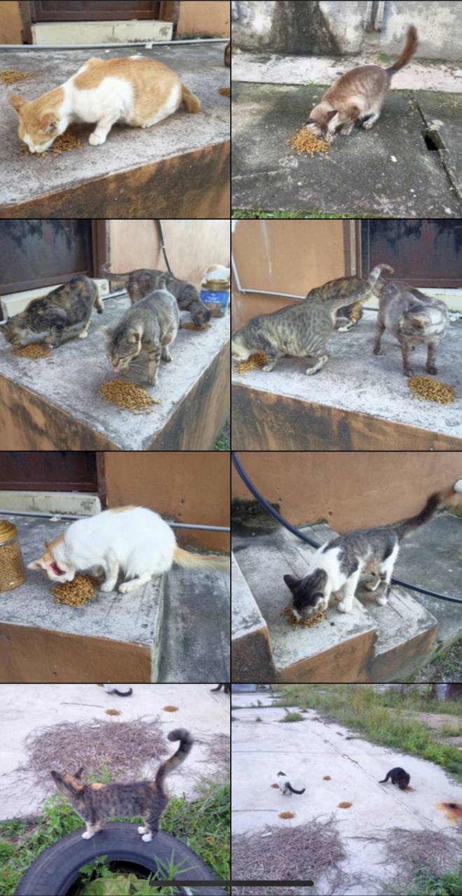 #straycat #catlover #straydog #doglover #haiwanjalanan #fypシ #kucingjalanan #orangbaik #rawatkucing #parvo #animalrescue #kitten
#pertubuhankasihhaiwanjalananmalaysia #sporo #parvo #fip #selsema #ciritbirit #kurus